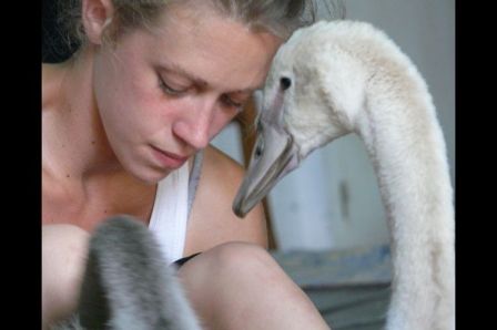 swan.jpg